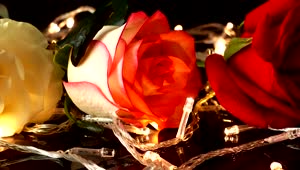 Free Stock Video Roses On Flashing Lights Live Wallpaper