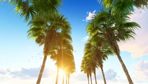 Free Stock Video Row Of Palm Trees On The Hawaii Beach Live Wallpaper