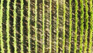 Free Stock Video Rows Of Crops In A Vineyard Live Wallpaper