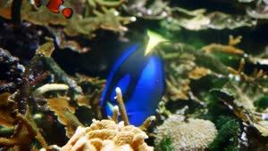 Free Stock Video Royal Blue Tang Fish Swim In Coral Reef Live Wallpaper