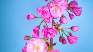 Free Stock Video Sakura Tree Flowers Opening Live Wallpaper