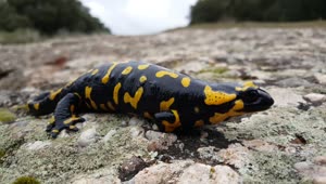 Free Stock Video Salamander On Rocks Live Wallpaper
