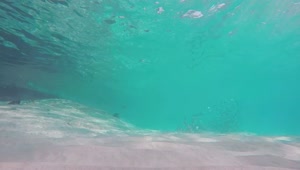 Free Stock Video Sand At The Bottom Of The Sea With Fish Live Wallpaper