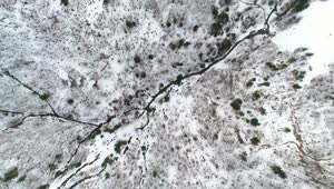 Free Stock Video Satellite View Of A Snowy Forest Live Wallpaper