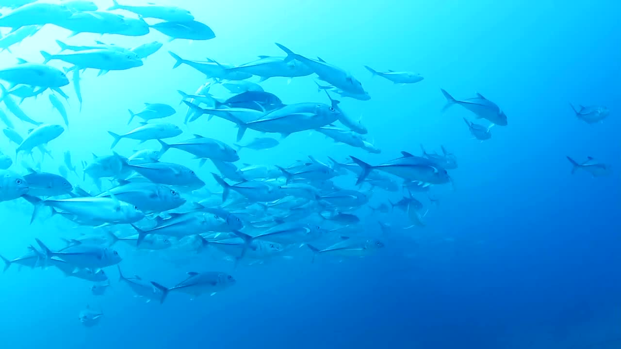 Download Free Stock Video School Of Fish Swimming Live Wallpaper