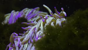 Free Stock Video Sea Anemone At The Coral Reef Live Wallpaper