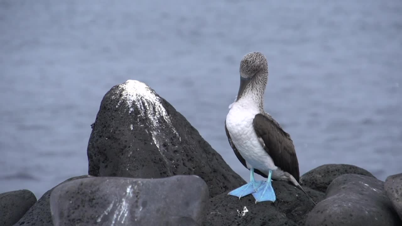 Download Free Stock Video Sea Bird Resting By The Ocean Live Wallpaper