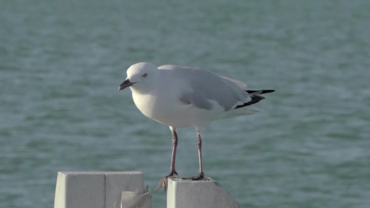 Download Free Stock Video Sea Bird Taking Flight Live Wallpaper