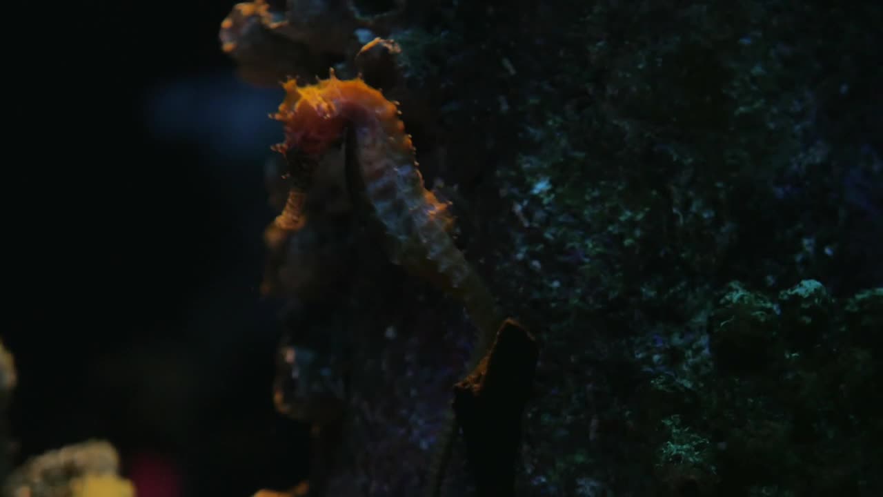Download Free Stock Video Sea Horse Swimming Gently Live Wallpaper
