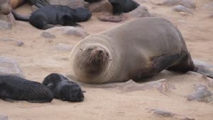 Free Stock Video Sea Lion Scratching And Moving In The Sand Live Wallpaper