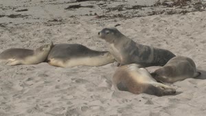 Free Stock Video Sea Lions Sleeping In The Sand Live Wallpaper