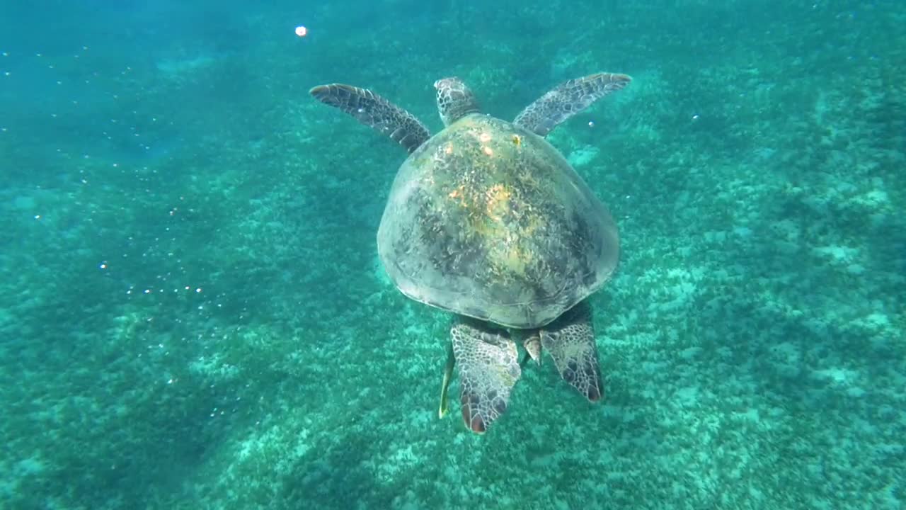 Download Free Stock Video Sea Turtle Swimming In A Clear Bay Live Wallpaper