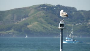 Free Stock Video Seagull Sitting On A Lantern In The Lake Live Wallpaper