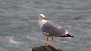 Free Stock Video Seagull Standing On A Rock Live Wallpaper