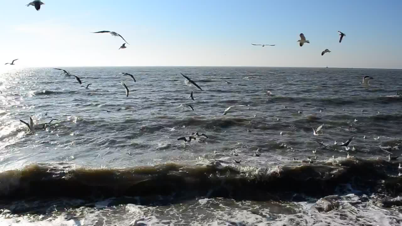 Download Free Stock Video Seagulls Feeding In The Shallows Live Wallpaper