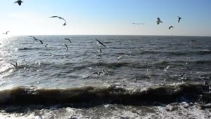 Free Stock Video Seagulls Feeding In The Shallows Live Wallpaper