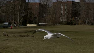 Free Stock Video Seagulls Fighting In A Park Live Wallpaper