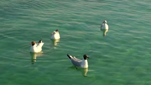 Free Stock Video Seagulls Floating On The Water Live Wallpaper