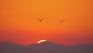 Free Stock Video Seagulls Flying Against A Bright Orange Sky Live Wallpaper