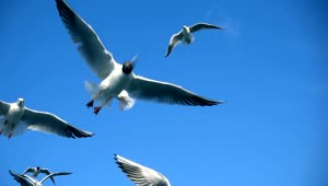 Free Stock Video Seagulls Fly Trying To Catch Food Live Wallpaper