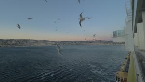 Free Stock Video Seagulls Flying Alongside A Cruise Ship Live Wallpaper