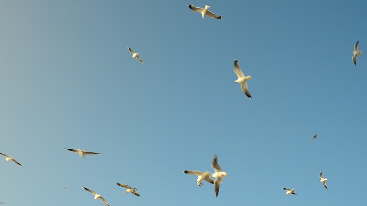 Download Free Stock Video Seagulls Flying Around A Feeding Area Live Wallpaper