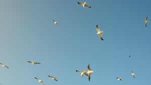 Free Stock Video Seagulls Flying Around A Feeding Area Live Wallpaper