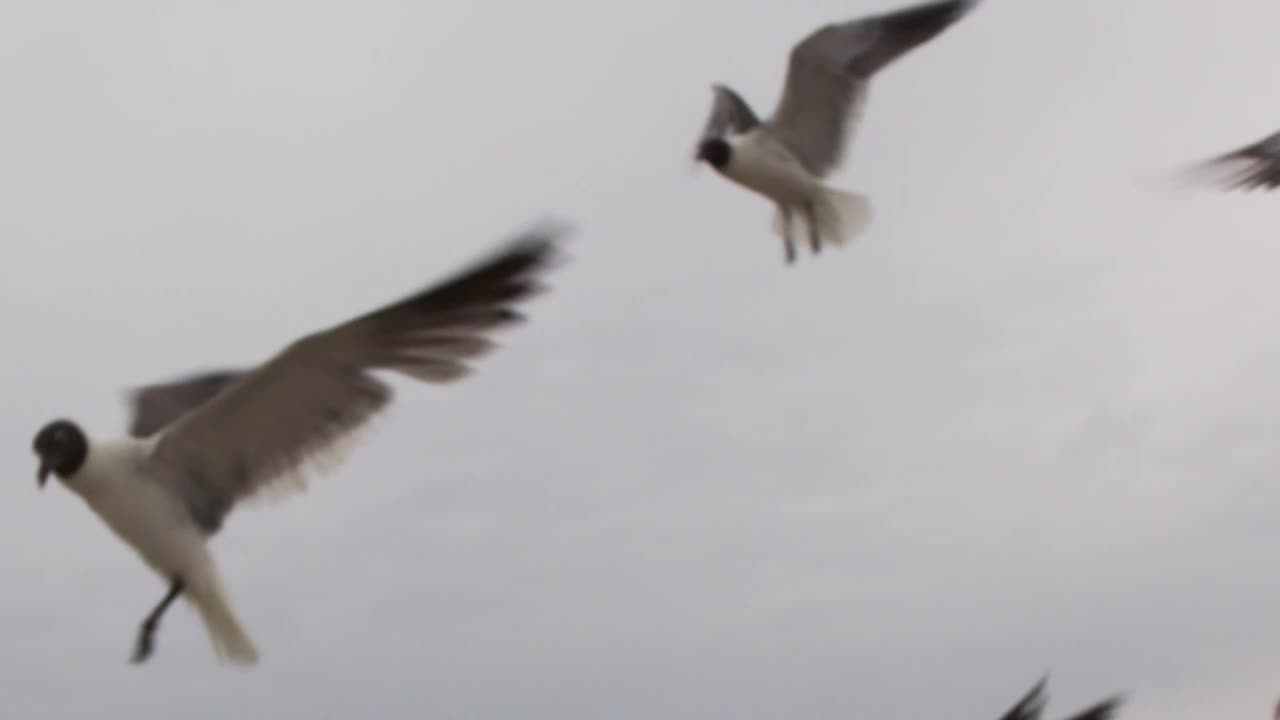 Download Free Stock Video Seagulls Flying Before A Storm Live Wallpaper