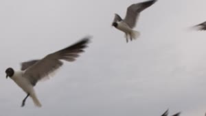 Free Stock Video Seagulls Flying Before A Storm Live Wallpaper