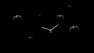Free Stock Video Seagulls Flying In Black Background Live Wallpaper