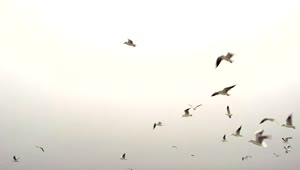 Free Stock Video Seagulls Flying In A Clear Sky Live Wallpaper