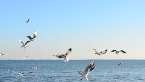 Free Stock Video Seagulls Flying In Front Of The Sea On A Sunny Live Wallpaper