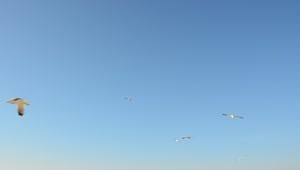 Free Stock Video Seagulls Flying In The Clear Sky Live Wallpaper