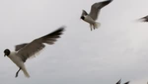 Free Stock Video Seagulls Flying On A Rainy Day Live Wallpaper