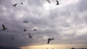 Free Stock Video Seagulls Flying Over The Sea Before The Storm Live Wallpaper