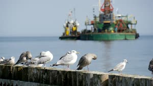 Free Stock Video Seagulls Standing On Logs And Ships In The Background Live Wallpaper