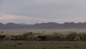 Free Stock Video Sheep And Goats Walking Through Grass Field Live Wallpaper