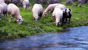 Free Stock Video Sheep Eating Grass On The Bank Of A River Live Wallpaper