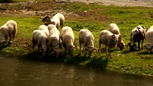 Free Stock Video Sheep Drink And Feed By A River Live Wallpaper