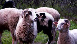 Download Free Stock Video Sheep Feeding Live Wallpaper