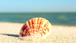 Free Stock Video Shell On The Beach Live Wallpaper