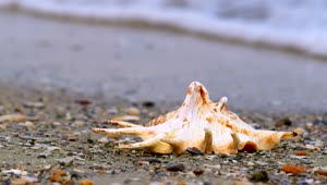 Free Stock Video Shell On The Sand On The Shore Of A Beach Live Wallpaper