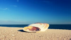 Free Stock Video Shell Washed Ashore On The Beach Live Wallpaper