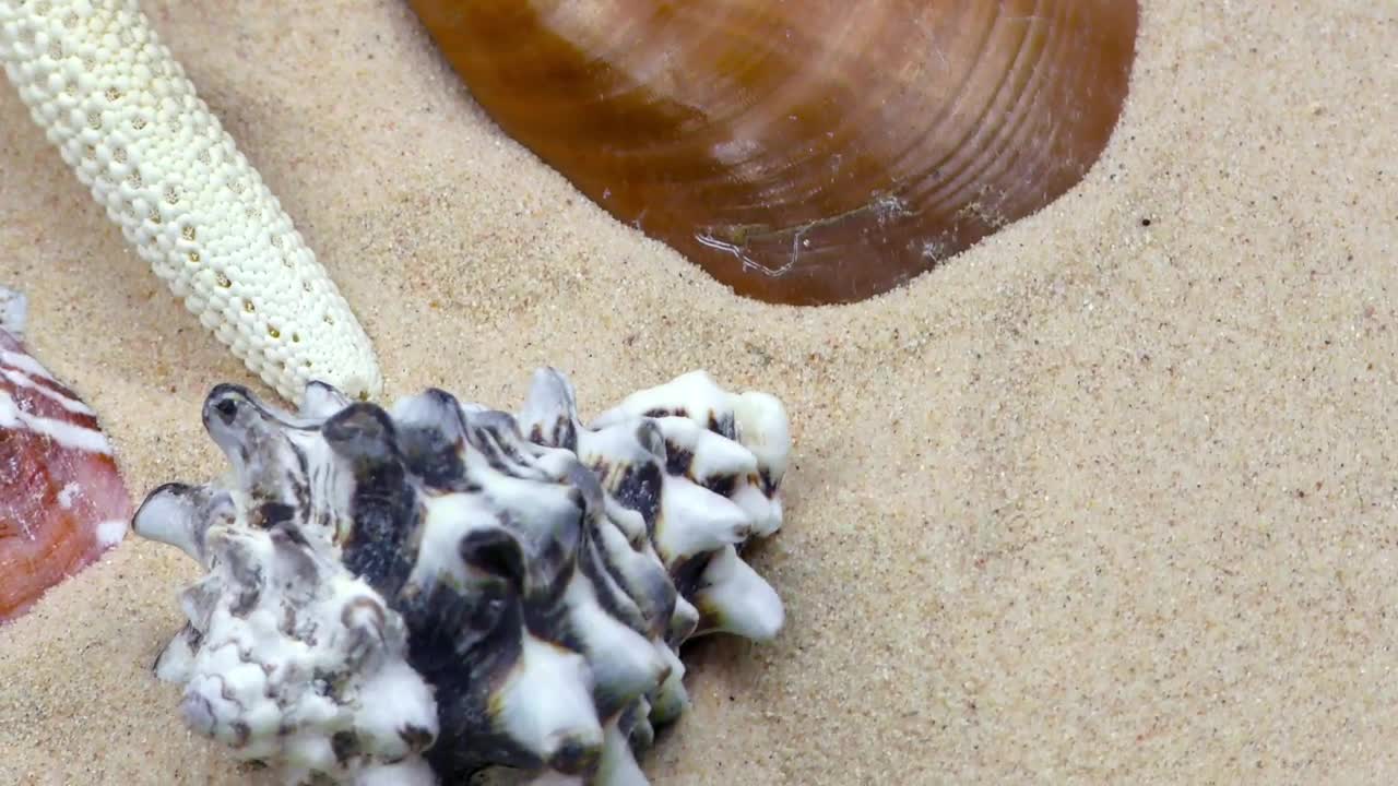 Download Free Stock Video Shells Oysters And Starfish On Sand Close Up Live Wallpaper
