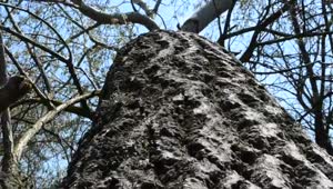Free Stock Video Shot Going Through The Bark Of A Large Tree Live Wallpaper
