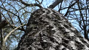 Free Stock Video Shot Going Through The Bark Of A Large Tree  LargeLive Wallpaper