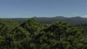 Free Stock Video Shot Rising Through A Sunny Forest Of Numerous Trees Live Wallpaper