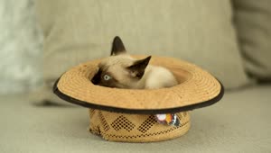 Free Stock Video Siamese Cat Inside A Hat Live Wallpaper