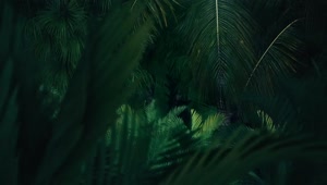 Free Stock Video Side By Side Tour Of A Computerized Jungle Live Wallpaper
