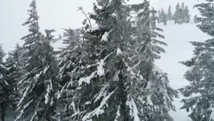 Free Stock Video Silent Winter Forest Full Of Mist Live Wallpaper